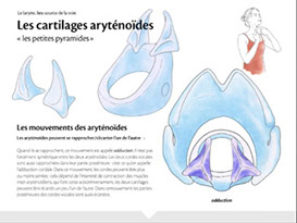 animation des cartilages aryténoïdes